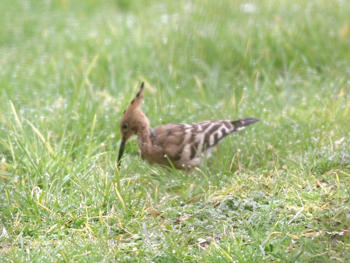 Hoopoe