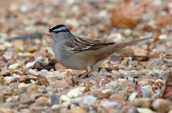White-crowned Sparrow
