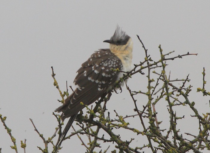 Great Spotted Cuckoo