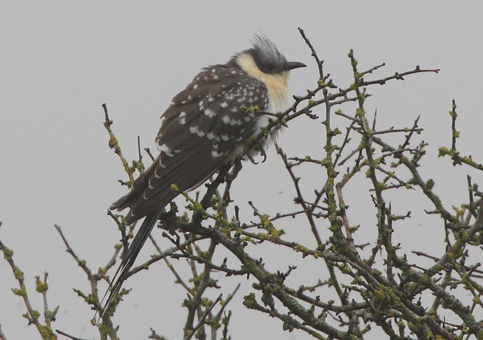 Great Spotted Cuckoo