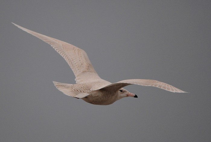 Glaucous Gull