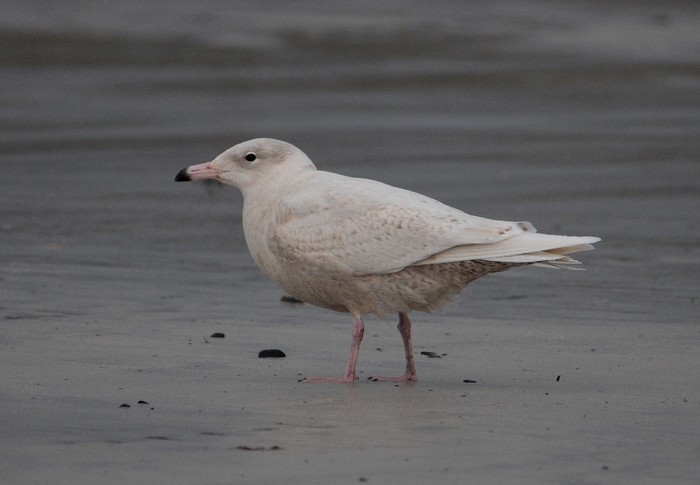 Glaucous Gull