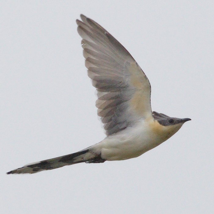 Great Spotted Cuckoo