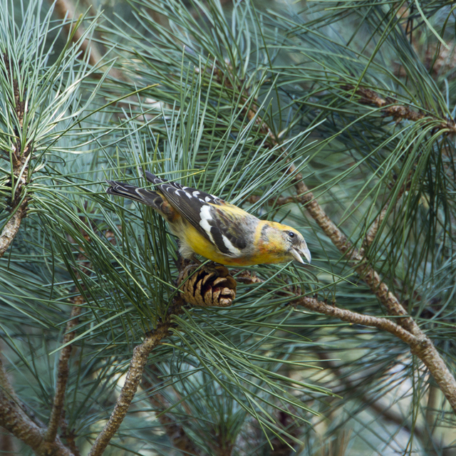 Two-barred Crossbill