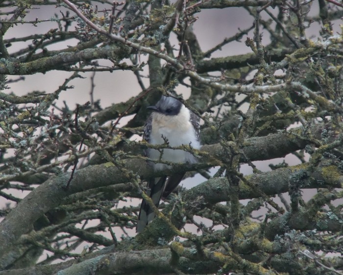 Great Spotted Cuckoo