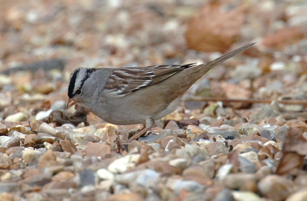White-crowned Sparrow