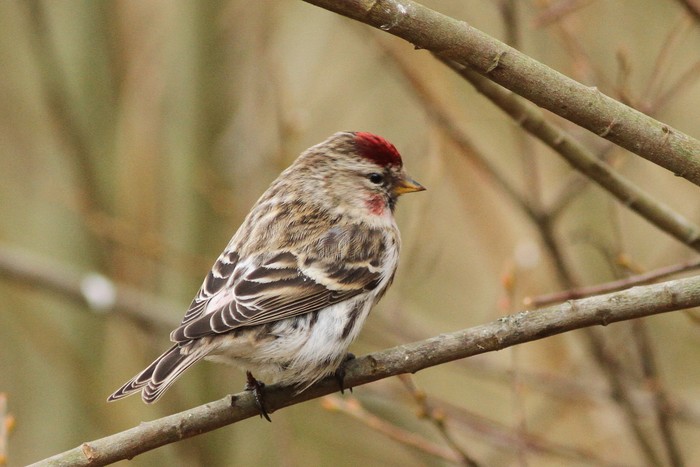 Mealy Redpoll