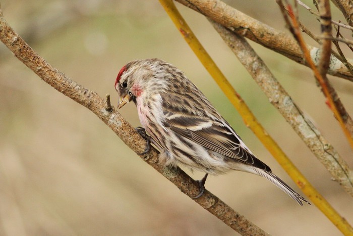 Mealy Redpoll