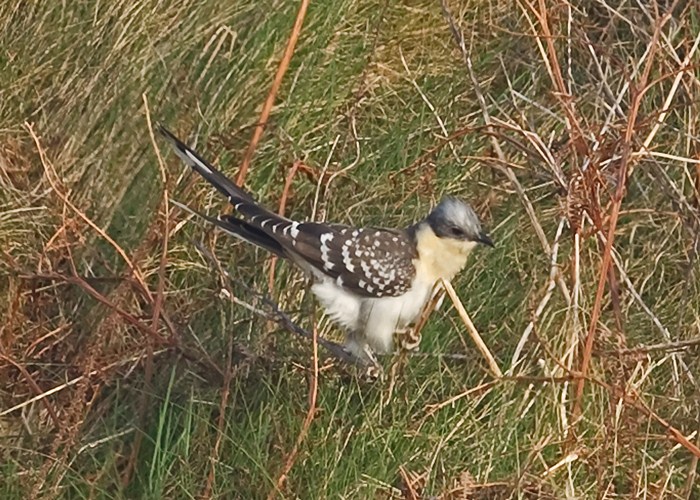 Great Spotted Cuckoo