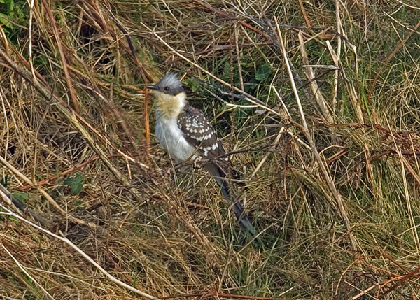 Great Spotted Cuckoo