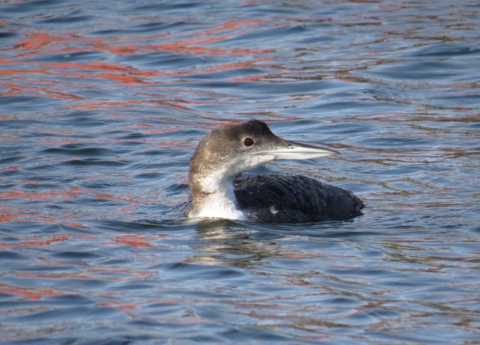 Great  Northern Diver