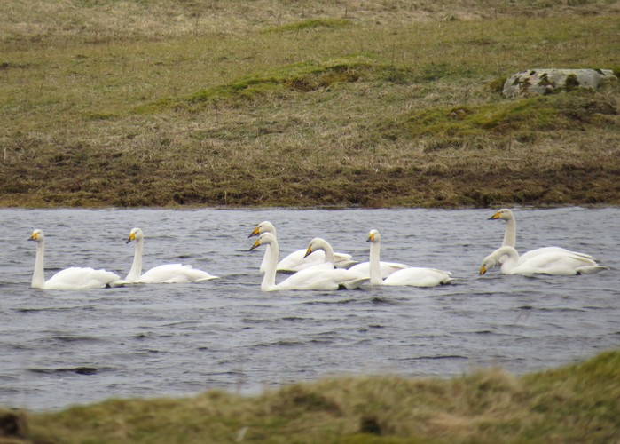 Whooper Swan