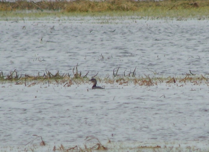 Pied-billed Grebe