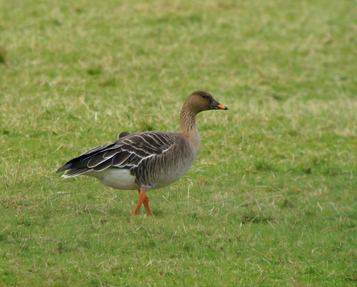 Tundra Bean Goose