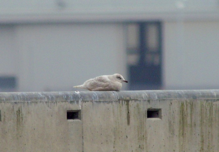 Kumlien's Gull