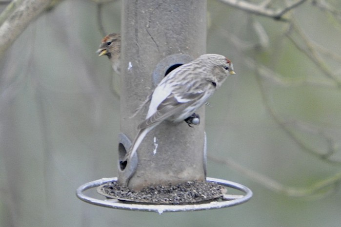 Coues's Arctic Redpoll