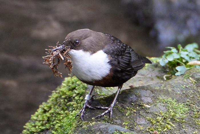 Dipper