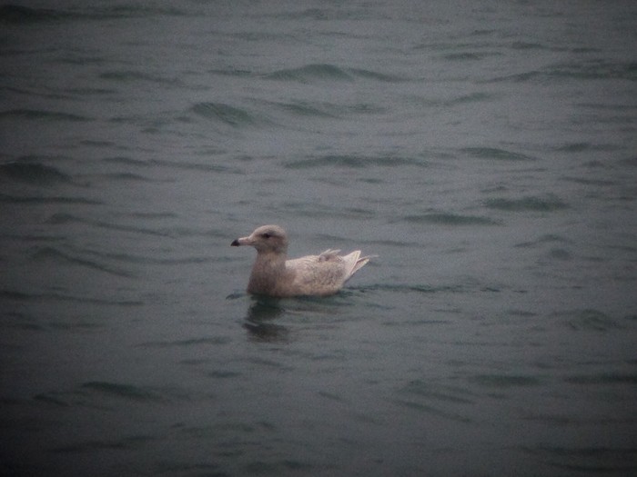 Glaucous Gull