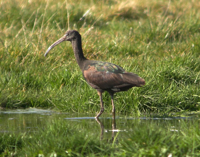 Glossy Ibis