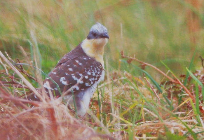 Great Spotted Cuckoo