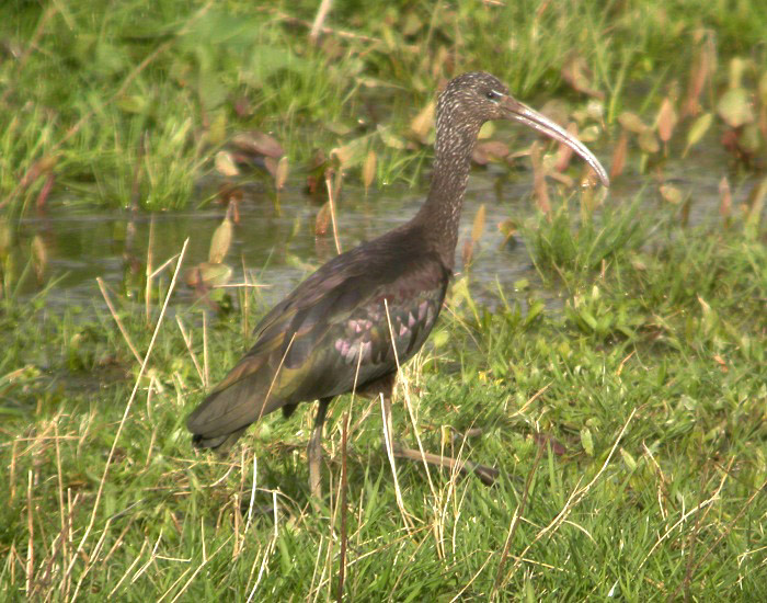 Glossy Ibis