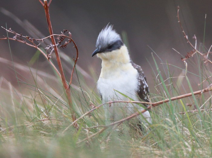 Great Spotted Cuckoo