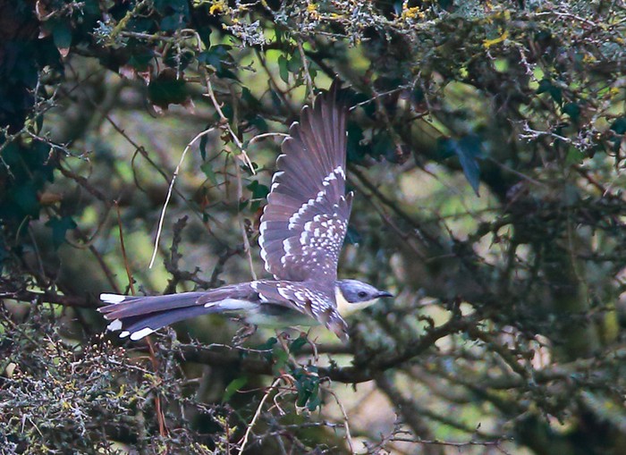 Great Spotted Cuckoo