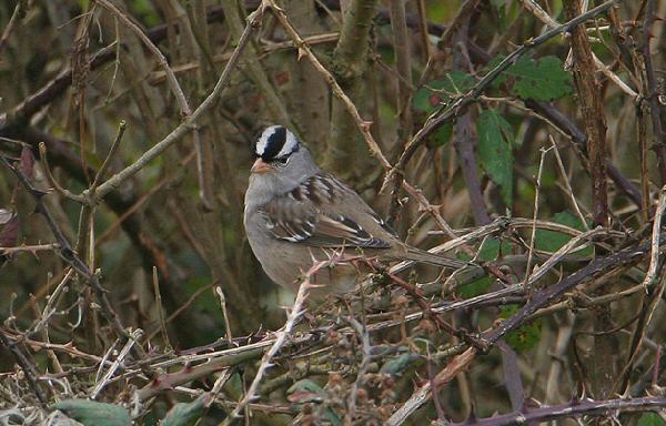 White-crowned Sparrow