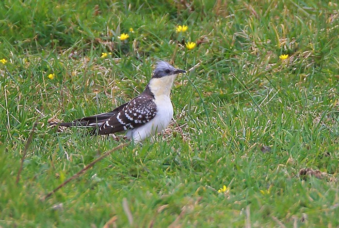 Great Spotted Cuckoo