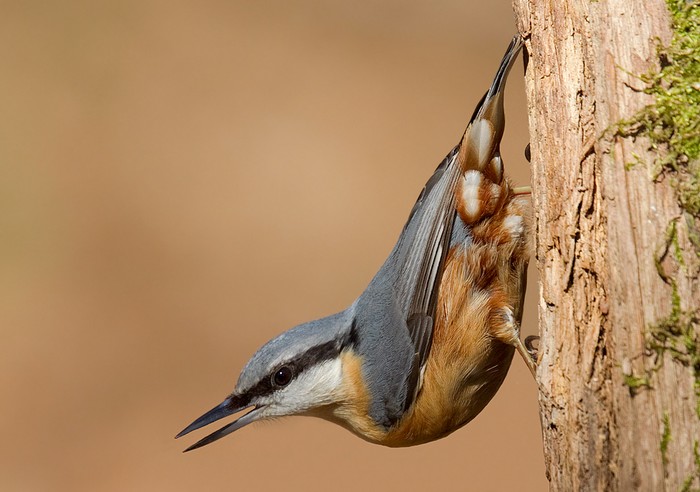 Nuthatch