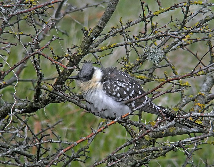 Great Spotted Cuckoo