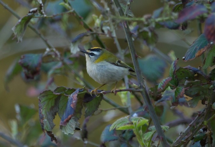 Firecrest