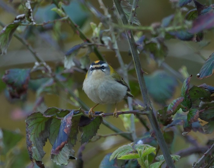 Firecrest