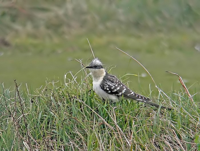 Great Spotted Cuckoo