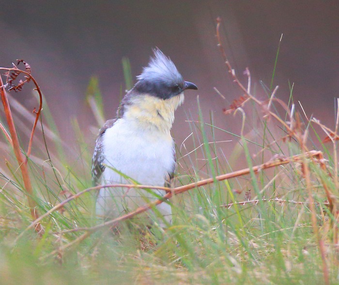 Great Spotted Cuckoo