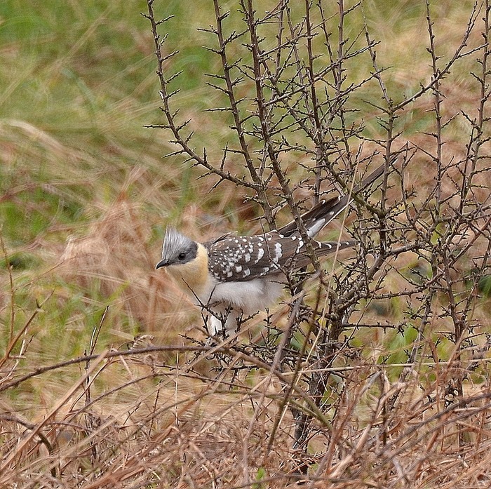 Great Spotted Cuckoo
