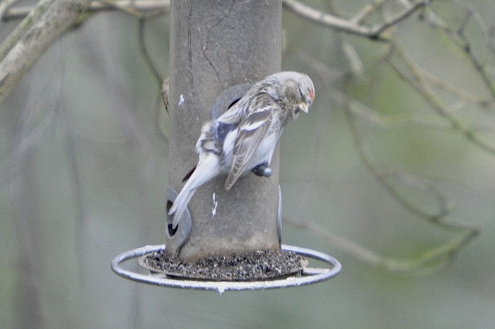 Coues's Arctic Redpoll