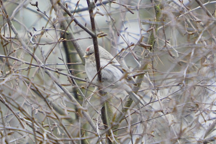 Coues's Arctic Redpoll