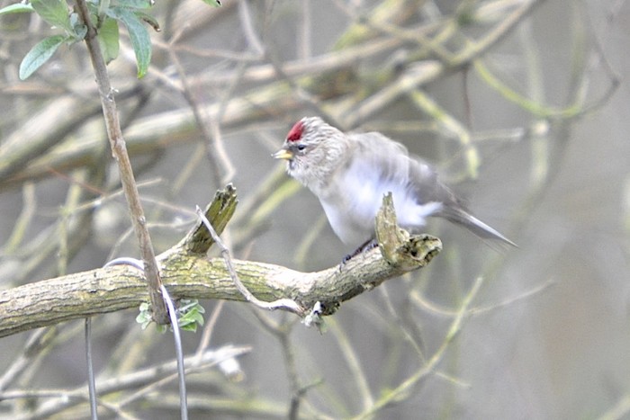 Mealy Redpoll