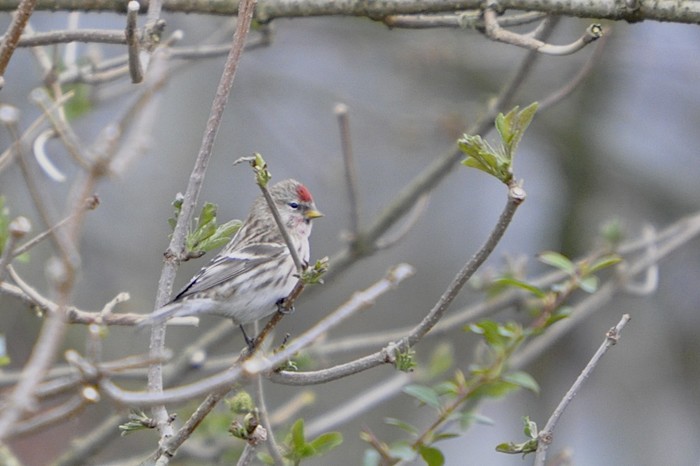 Mealy Redpoll