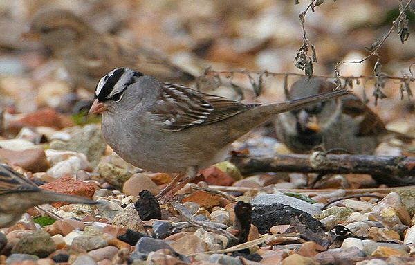 White-crowned Sparrow