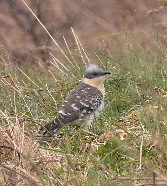 Great Spotted Cuckoo
