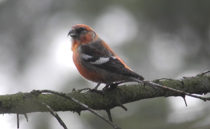 Two-barred Crossbill