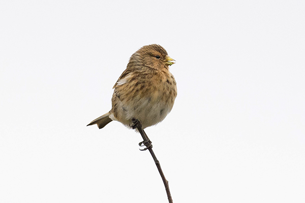 Twite