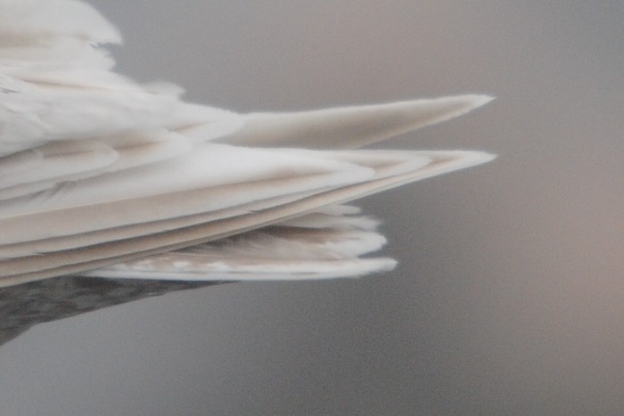 Kumlien's Gull