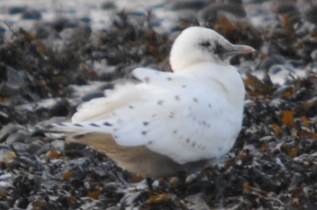 Ivory Gull