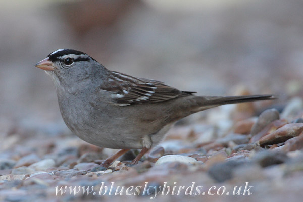 White-crowned Sparrow