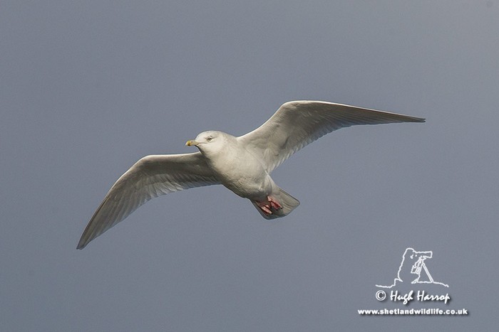 Iceland Gull
