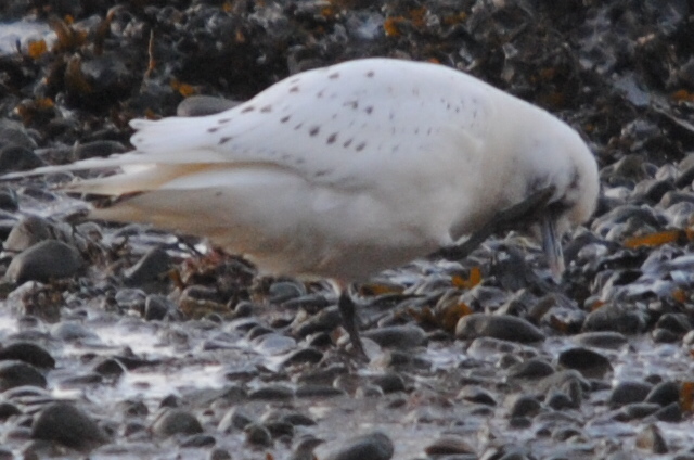 Ivory Gull