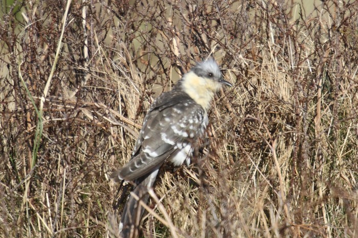 Great Spotted Cuckoo